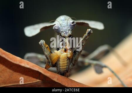 Mantis de hojas muertas comiendo un insecto, Indonesia Foto de stock