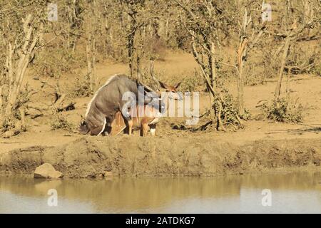 Nyalas apareamiento en el parque nacional kruger Foto de stock
