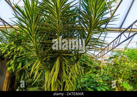 Primer plano de una canción de Jamaica en un jardín tropical, popular  especie de plantas exóticas de África Fotografía de stock - Alamy
