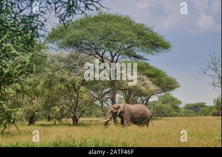 Elefante africano entre acacias, Loxodonta africana, en el Parque Nacional de Tarangire, Tanzania, África