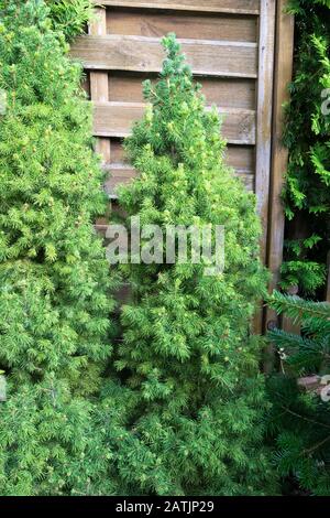 Hermosa imagen de Picea Glauca Conica o picea blanca enana en un jardín Foto de stock
