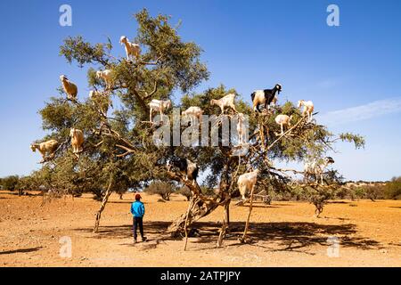 Cabras (Capra aegagrus hircus) en un árbol de argán (Argania spinosa), cerca de Essaouira, Marruecos Foto de stock