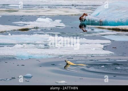 Madre oso polar, Ursus maritimus, nadando entre el hielo en Olgastretet en Barentsøya, Svalbard, Noruega