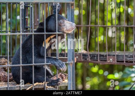 Un joven oso solar, Helarctos malayanus, rescatado y confiscado del comercio de mascotas, Camp Leakey, Parque Nacional Tanjung Puting, Kalimantan o Borneo, Ind Foto de stock