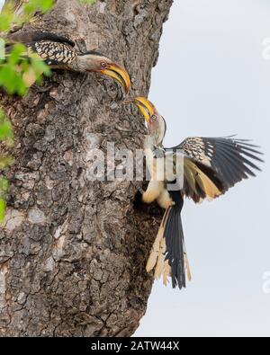 Hornbill (Lamprotornis leucomelas), una pareja que cierra la entrada del nido con barro, Mpumalanga, Sudáfrica