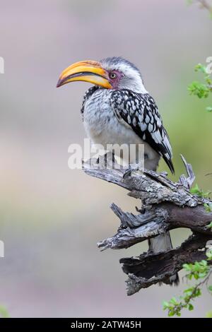 Hornbill (Lamprotornis leucomelas), adulto encaramado en una rama muerta, Mpumalanga, Sudáfrica