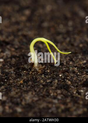 Jardineros deleite, cereza tomate semillero acaba de germinar con cotiledones sobre el suelo Foto de stock