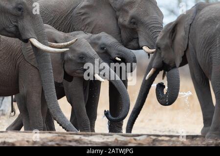 Rebaño de elefantes en el desierto de África Foto de stock