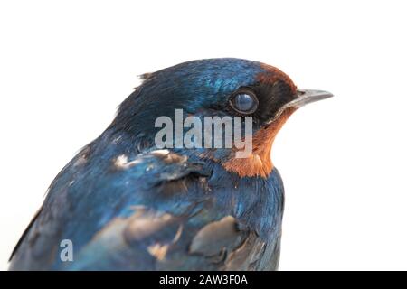 La Golondrina o Hirundo rustica o Swift, entrañable pájaro negro con