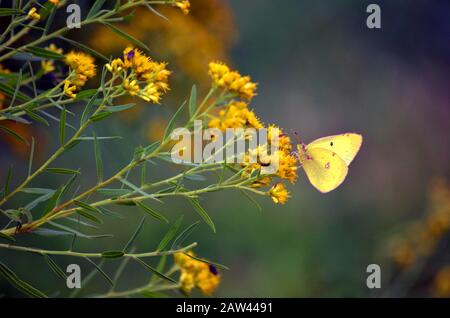 Mariposa de azufre nublado alimentando en una flor Foto de stock