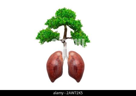 Pulmones tree.Healthy Life Concept. Concepto de protección forestal buen ambiente Foto de stock