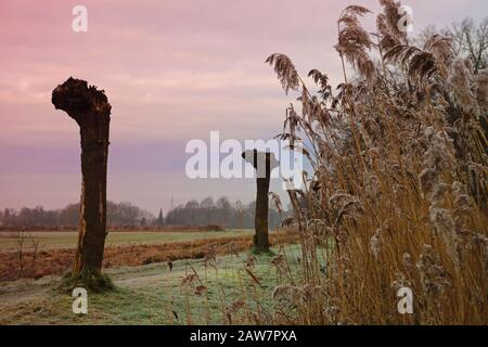 Willows anudados en el campo Sitio de Turkaa Diessen, países Bajos I Foto de stock