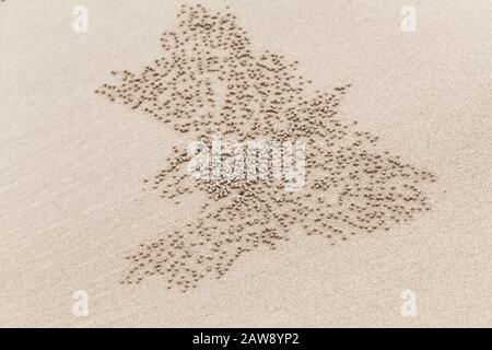 Patrón natural abstracto de pequeñas bolas húmedas en arena costera hechas por cangrejo bubbler de arena Foto de stock