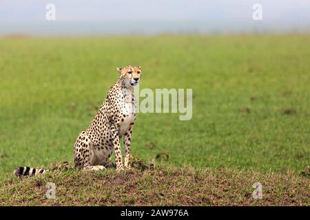 Cheetah En Maasai Mara, Kenia, África Foto de stock