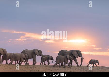 Rebaño de elefantes en el desierto de África