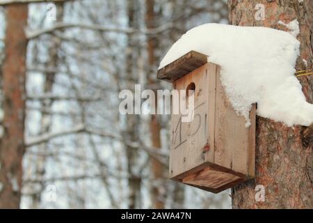 Pájaros de madera colgando en el árbol en el parque en el claro día de invierno. Concepto de cuidado de animales, ayudando a las aves en el invierno. Foto en stock con espacio vacío para texto. Foto de stock