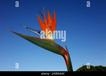 Strelitzia regiane (flor de la grúa o ave del paraíso) se alce en Cerdeña