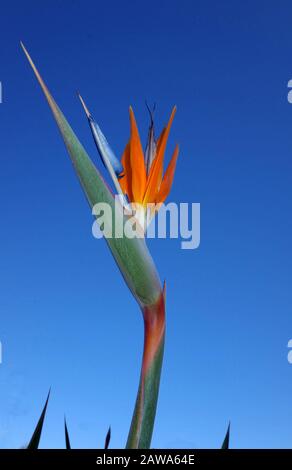 Strelitzia regiane (flor de la grúa o ave del paraíso) se alce en Cerdeña