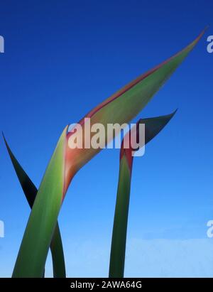 Strelitzia regiane (flor de la grúa o ave del paraíso) se alce en Cerdeña