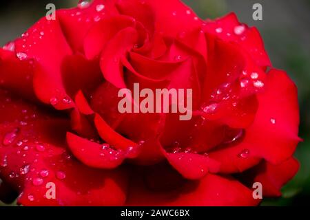 Rosa roja con gotas de lluvia sobre pétalos