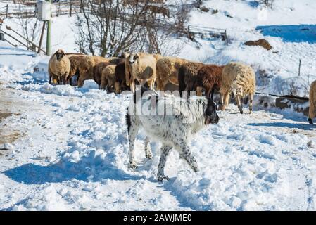 Un perro pastor protege el rebaño de ovejas en la montaña de invierno. Disfraz, unicidad y/o perdido en el concepto de multitud