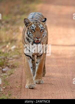 Tiger, Panthera tigris caminando por carretera hacia la cámara, India Foto de stock