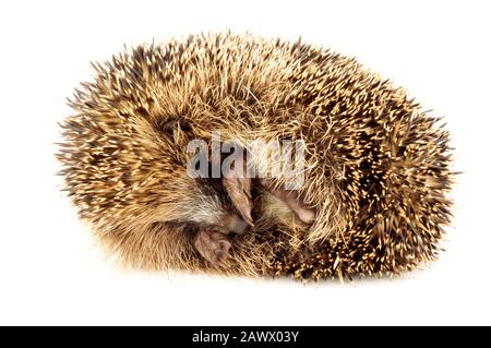 Joven europeo hedgehog rizado en una bola protectora Foto de stock