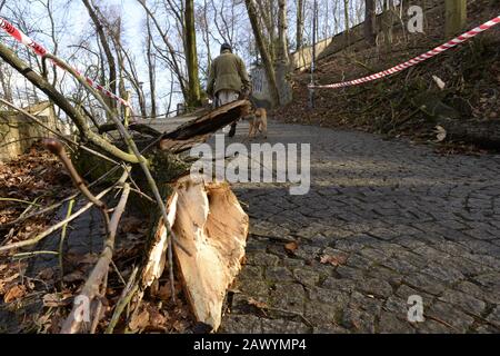 Praga, República Checa. 10 de febrero de 2020. Un árbol caído después de la tormenta Ciara (Sabine) es visto el lunes 10 de febrero de 2020, en Praga, República Checa. Crédito: Katerina Sulova/Ctk Photo/Alamy Live News