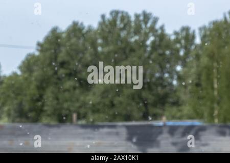 la pelusa se encuentra en el borde de la carretera. Popo de semillas de  árboles esponjosos. Reproducción de árboles Fotografía de stock - Alamy