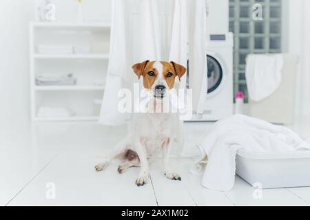 poses de perro pedigrí en la lavandería con lavadora y pila de ropa sucia  en la cesta. interior de la habitación doméstica. pared blanca. plancha  para planchar ropa limpia 9262346 Foto de