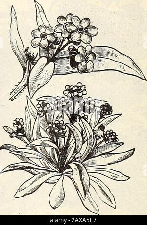 WmElliott & Sons plántulas : 1845 1899 . plantas enanas eautiful que cantan, floreciendo profusamente; pertenecientes a la tribu singular de sueclentes, tan peculiar crecimiento de inatos. También están bien adaptados para rocas, oldstumps de árboles, etc. ; pararán la sequía bien y el hotstsun. Anuales. Cordifolium Variegatum. , Notable por la distinta variedad blanca y verde de sus hojas Pkt, 10 Tricolor. Rosa, con centro púrpura 5 MYOSOTIS. (FOEGET-ME-NOT.) pequeñas plantas de encanto, produciendo sus hermosas flores de estrellas en gran profusión; inestimable para la jardinería de primavera, lo mejor próspero
