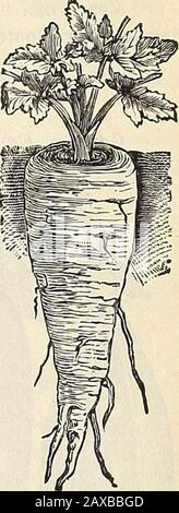 WmElliott & Sons plántulas : 1845 1899 . Ured, si es posible, el otoño anterior.Thin fuera de las plantas jóvenes a cerca de 6 pulgadas de distancia, y mantener la superficie de theground abierto y libre de malezas. Asidede sus méritos como una verdura de mesa, theParsnip es una de las mejores y más eco-nómicas raíces para la cultura de campo, ya que no sólo produce un cultivo abundante y almostdeterminado, pero suministra el alimento mostnutritivo para el ganado, particularmente adaptado para y relished por el sturd stock.It es perfectamente hardy, y puede permanecer en la tierra a través del invierno; en hecho el fino sabor azucarado es sólo per-fected by.a severo