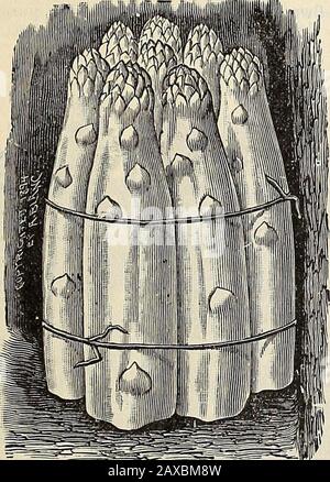 Semillas de WmElliott & Sons : 1845 1899 . ion de nuestros amigos y pa-trons a la siguiente lista de semillas de Veg-etable, Que se encontrará en embraceall las variedades más importantes y populares de cultivo, incluyendo todas las novedades de merit.We ejercitar el mayor cuidado en la selección de nuestras existencias de semillas de hortalizas, descartando todas las variedades que en la experiencia de la oux han demostrado ser indignos de cultivo. Todas nuestras semillas de verduras son verdaderas para nombrar, y sus cualidades de ger-minating habiendo sido probadas effectualmente, ofrecieron areconfiadamente como siendo EL MUY MEJOR QUE SE PUEDE CONSEGUIR. Ver las páginas I a IV