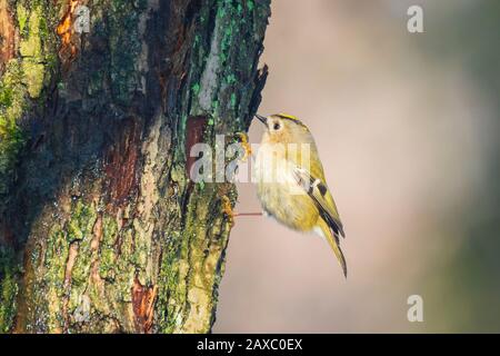 Goldcrest bird (Regulus regulus) forrajeando a través de las ramas de los Árboles y arbusto Foto de stock