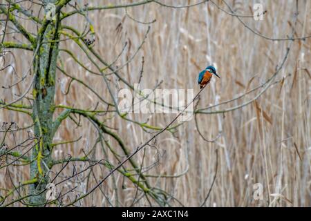 Male Kingfisher (Alcedo atthis) perchando en el bosque de invierno, Worcestershire, Reino Unido Foto de stock