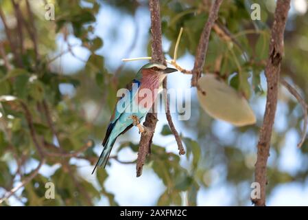 Pájaro de rodillo lactado Liliac. Parque Nacional De Tarangire, Tanzania, África