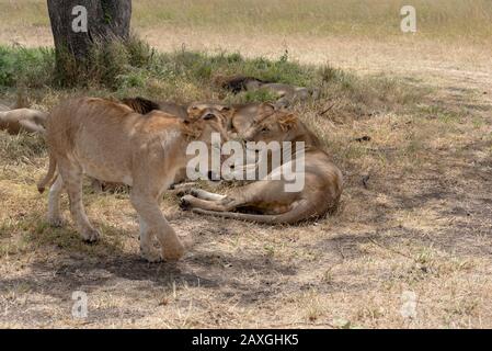 Mujer joven Leona en el Serengeti Foto de stock