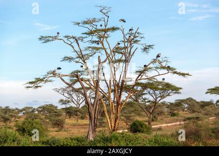Marabú Storks descansando en el árbol. Parque Nacional Serengeti, África Foto de stock