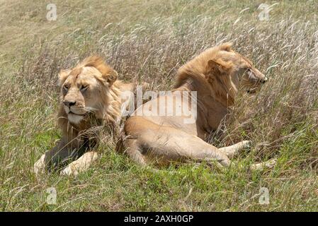 Este hermoso par de leones de soltero estaban felizmente descansando en el sol.