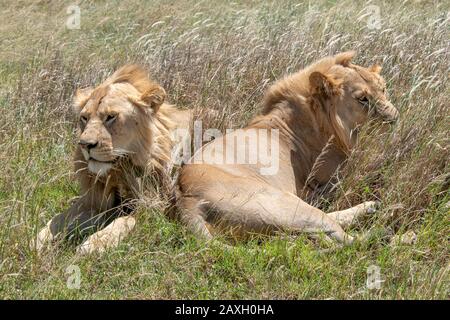 Este hermoso par de jóvenes Leones varones descansaban felizmente bajo el sol del mediodía.