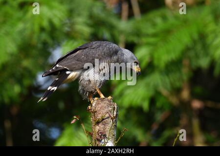 Un halcón gris en la selva tropical de Costa Rica