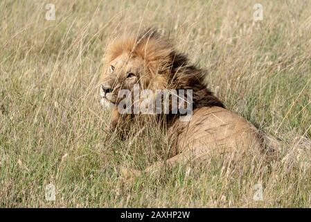 Guapo León macho descansando en las praderas del Parque Nacional Serengeti