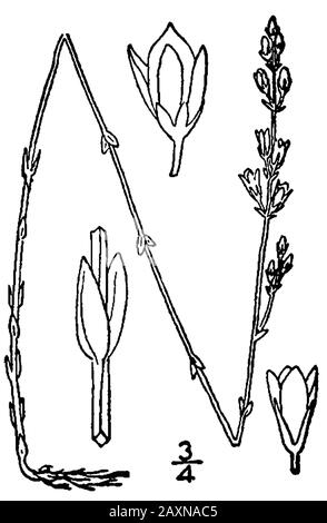 'Bartonia virginica; 1913; una flora ilustrada del norte de los Estados Unidos, Canadá y Las Posesiones británicas. Cortesía De Kentucky Native Plant Society.; Nathaniel Lord Britton (1859-1934), Y A. Brown; '