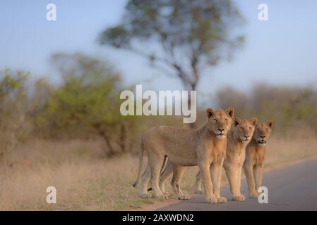 León juvenil, leones jóvenes en el desierto de África Foto de stock