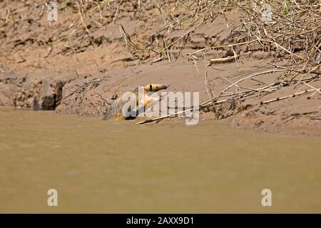 Oso hormiguero sur, Tamandua tetradactyla, Adulto cruzando el río Madre de Dios, el Parque Nacional del Manu en Perú