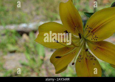 Amarillo lirio. Lilium. Lirio flor primer plano. Flujoado. Cuidado De Las  Flores Fotografía de stock - Alamy