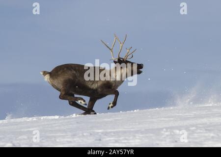Los renos que se ejecuta en la tundra cubierto de nieve y la isla de Bering Foto de stock