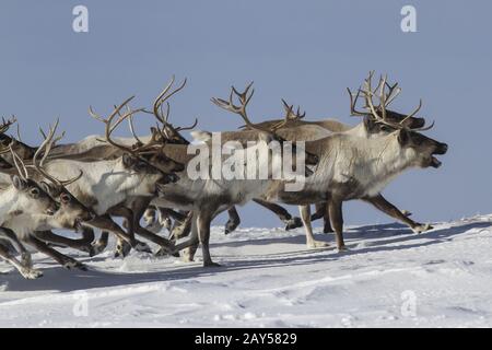 Una manada de renos que se ejecuta en la tundra cubierto de nieve y soleado día de invierno Foto de stock
