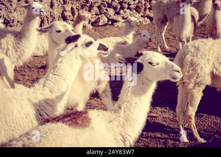 Lamas hato en Bolivia Foto de stock