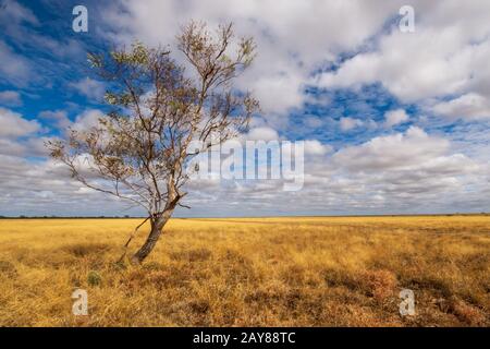 Outback Australia en un día soleado con nubes blancas en el cielo y hierba larga seca amarilla Foto de stock